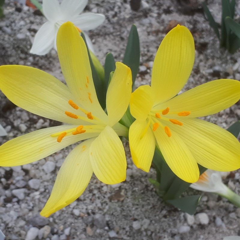 Sternbergia vernalis x candida