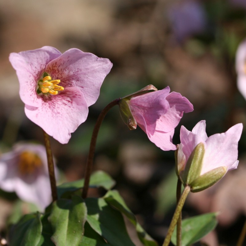 Trillium rivale