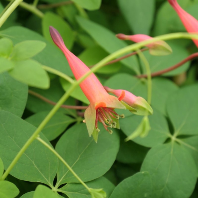 Tropaeolum pentaphyllum