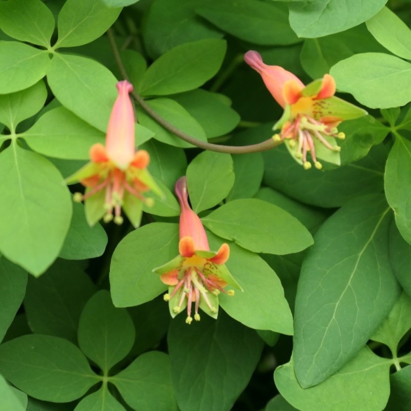 Tropaeolum pentaphyllum