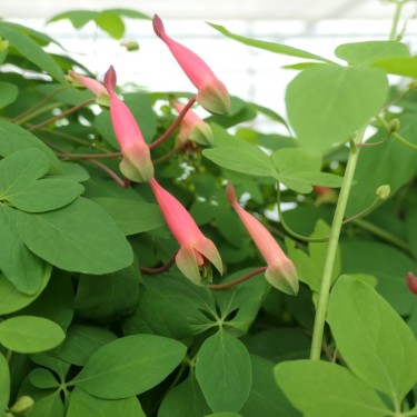 Tropaeolum pentaphyllum