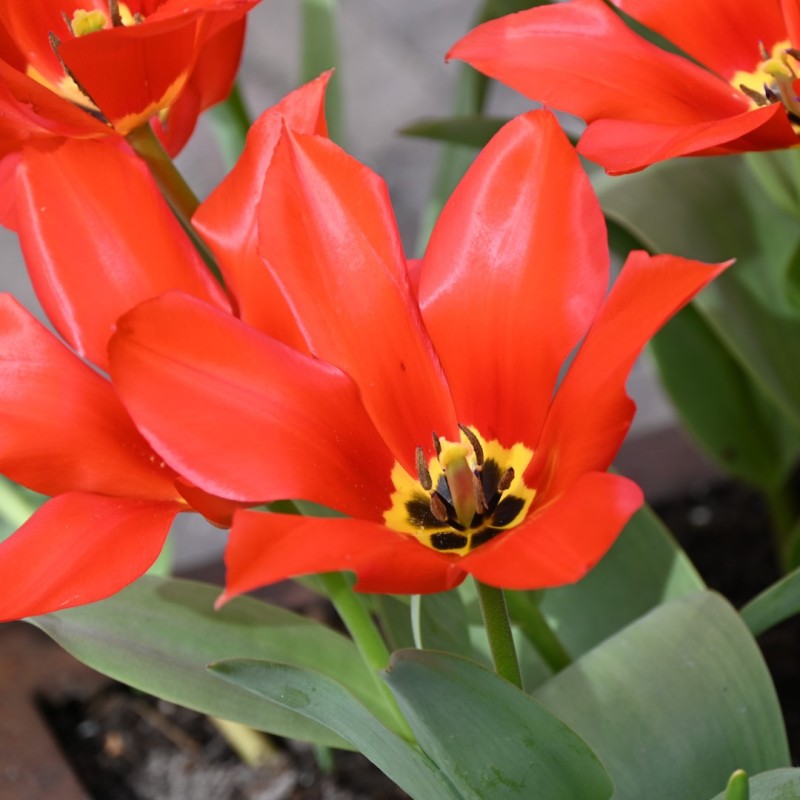 Tulipa eichleri 'Clare Benedict'