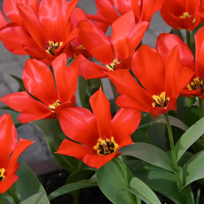 Tulipa eichleri 'Clare Benedict'