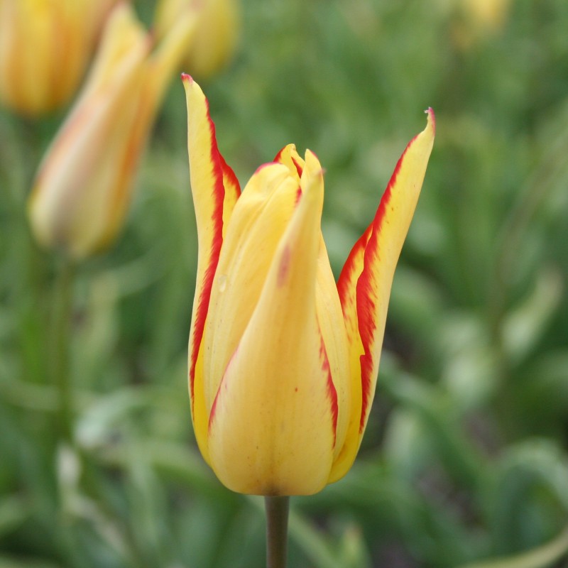 Tulipa mauritiana 'Cindy'