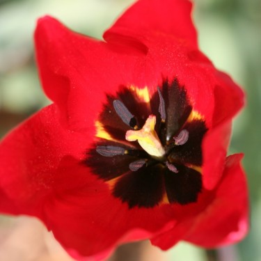 Tulipa sarracenica