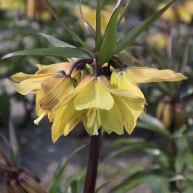 Fritillaria 'Helena'