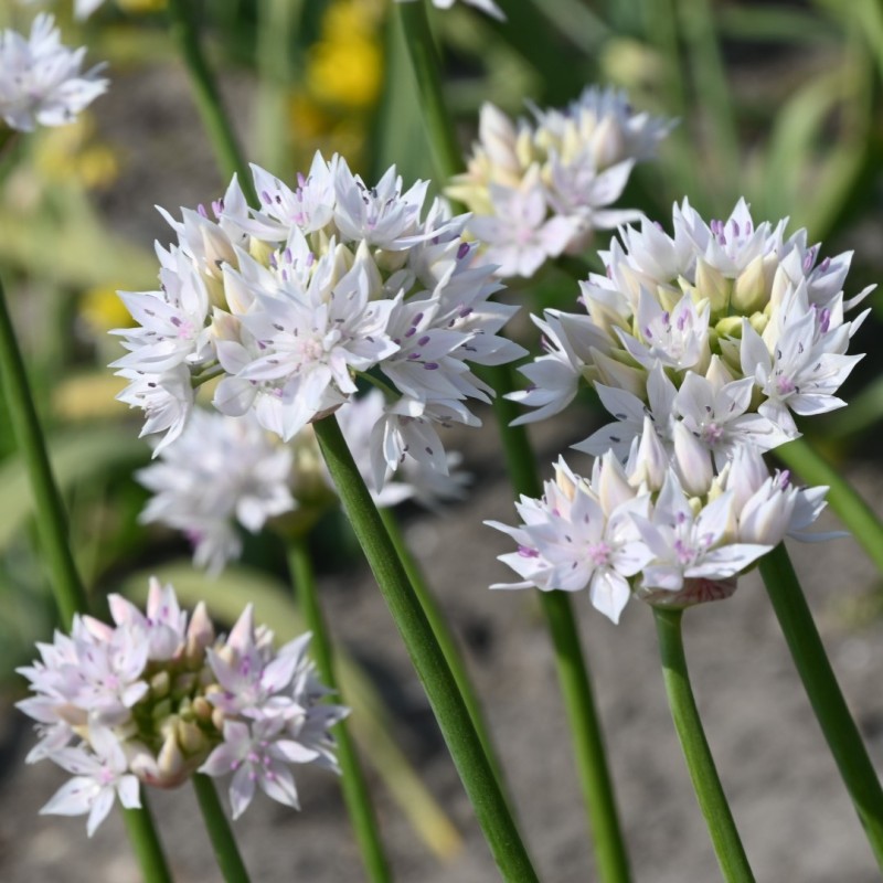 Allium amplectens 'Graceful Beauty'