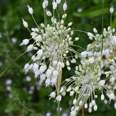 Allium carinatum subsp. pulchellum 'Album'