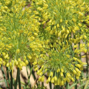 Allium chloranthum 'Yellow Fantasy'