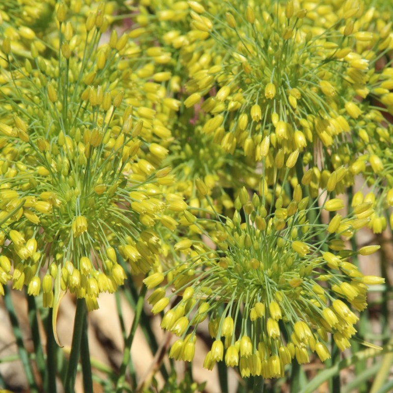 Allium chloranthum 'Yellow Fantasy'