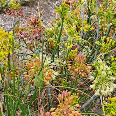 Allium flavum subsp. tauricum