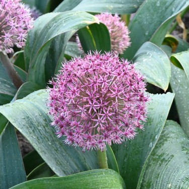 Allium karataviense 'Red Giant Star'