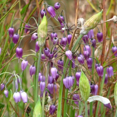 Allium macranthum