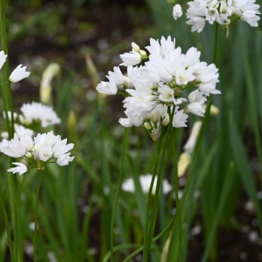 Allium zebdanense
