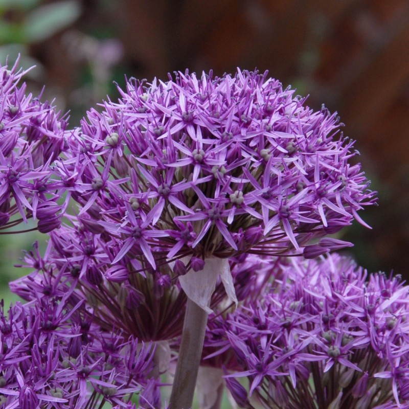 Allium 'Violet Beauty'