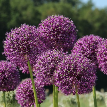 Allium altissimum 'Goliath'