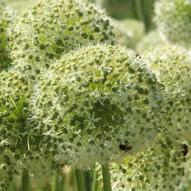Allium altissimum 'Album'