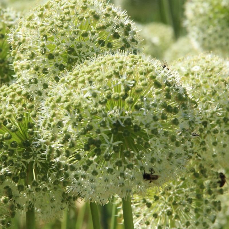 Allium altissimum 'Album'