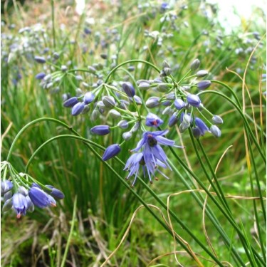 Allium cyaneum