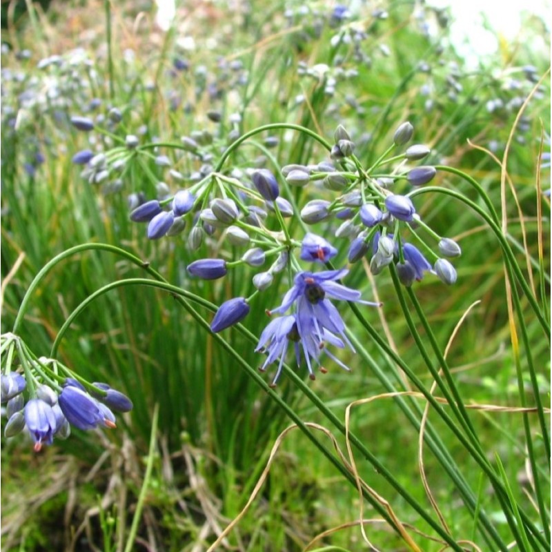 Allium cyaneum