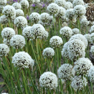 Allium myrianthum