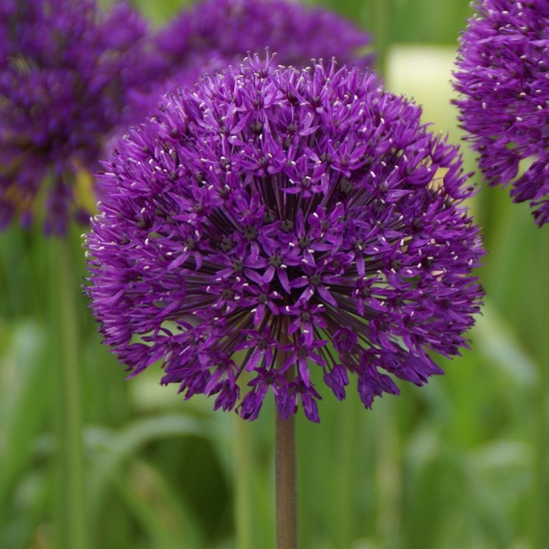Allium 'Purple Sensation'