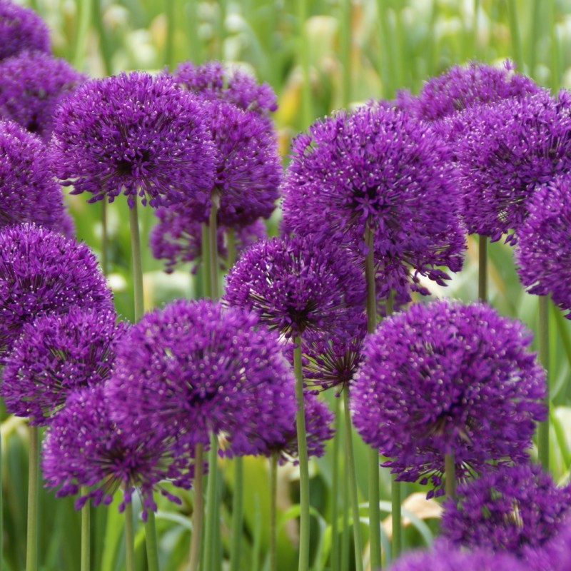 Allium 'Purple Sensation' -grootverbruik-