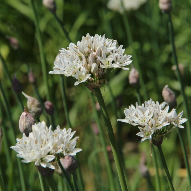Allium ramosum