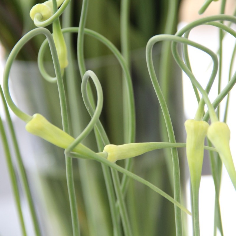 Allium sativum v. ophioscorodon