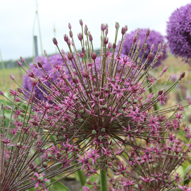 Allium 'Toabago'