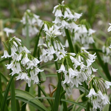 Allium triquetrum