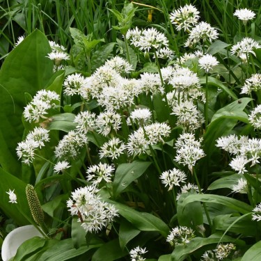 Allium ursinum subsp. ursinum
