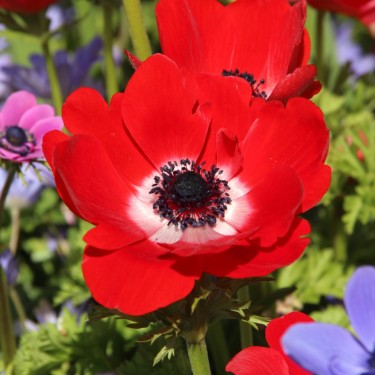 Anemone coronaria 'Hollandia'