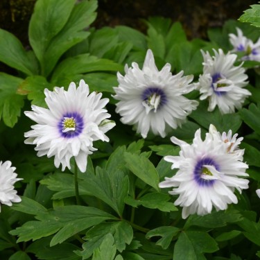 Anemone nemorosa 'Blue Eyes'