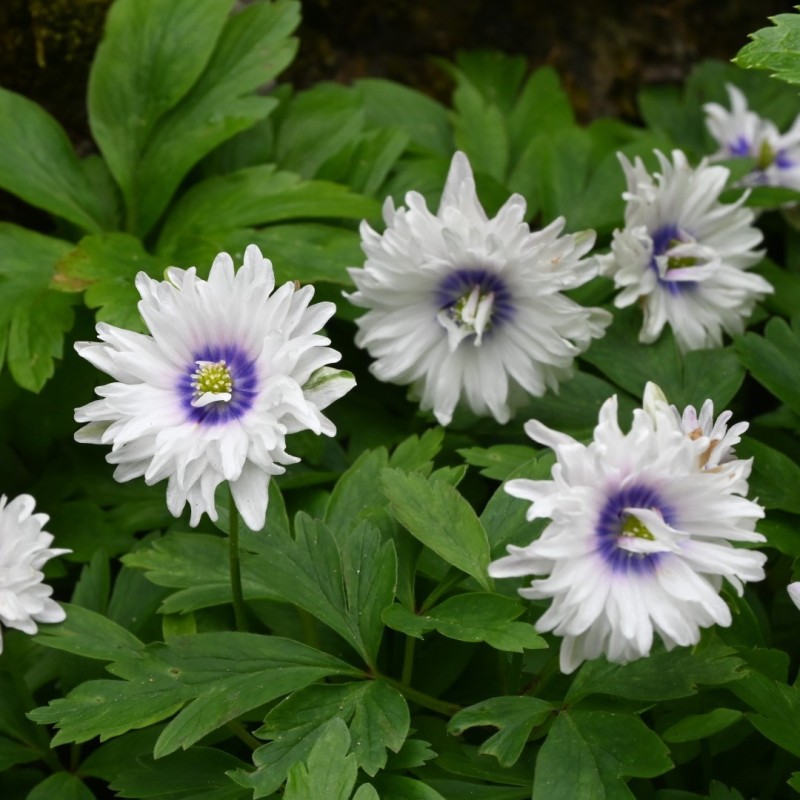 Anemone nemorosa 'Blue Eyes'