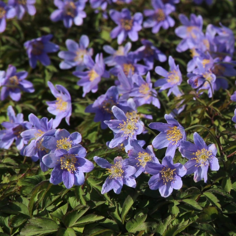 Anemone nemorosa 'Royal Blue'