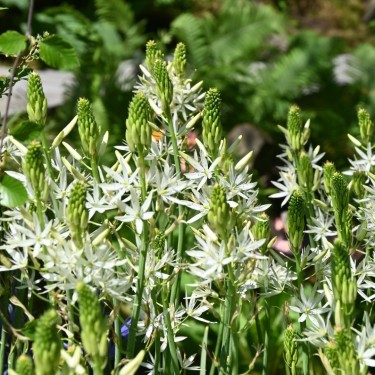 Camassia leichtlinii 'Alba'