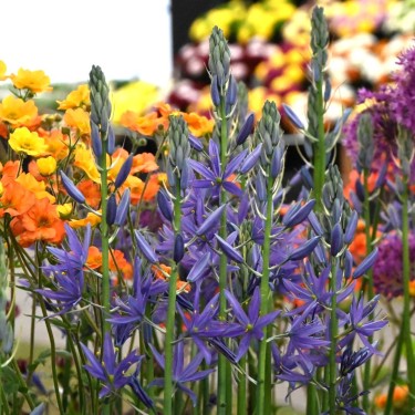 Camassia leichtlinii 'Maybelle' ®