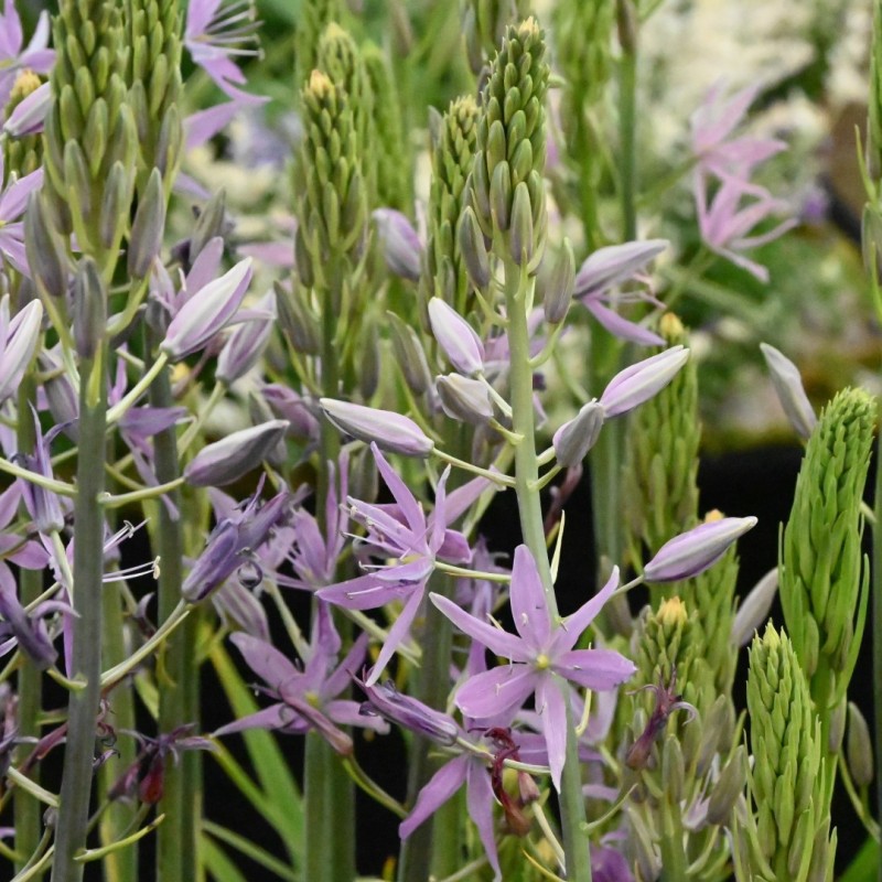 Camassia 'Violet Candle'
