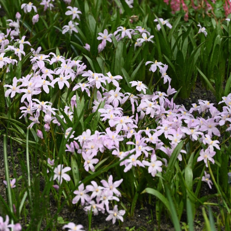 Chionodoxa luciliae 'Rose Queen'