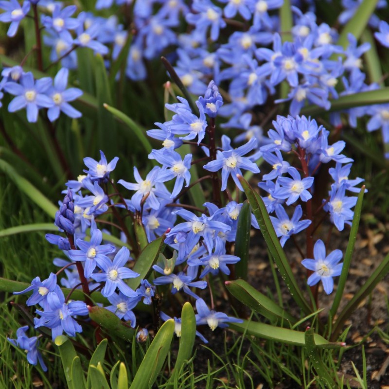 Chionodoxa sardensis
