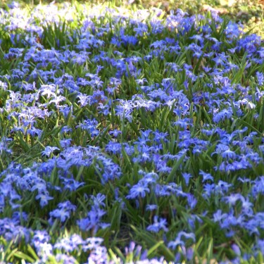 Chionodoxa luciliae -grootverbruik-