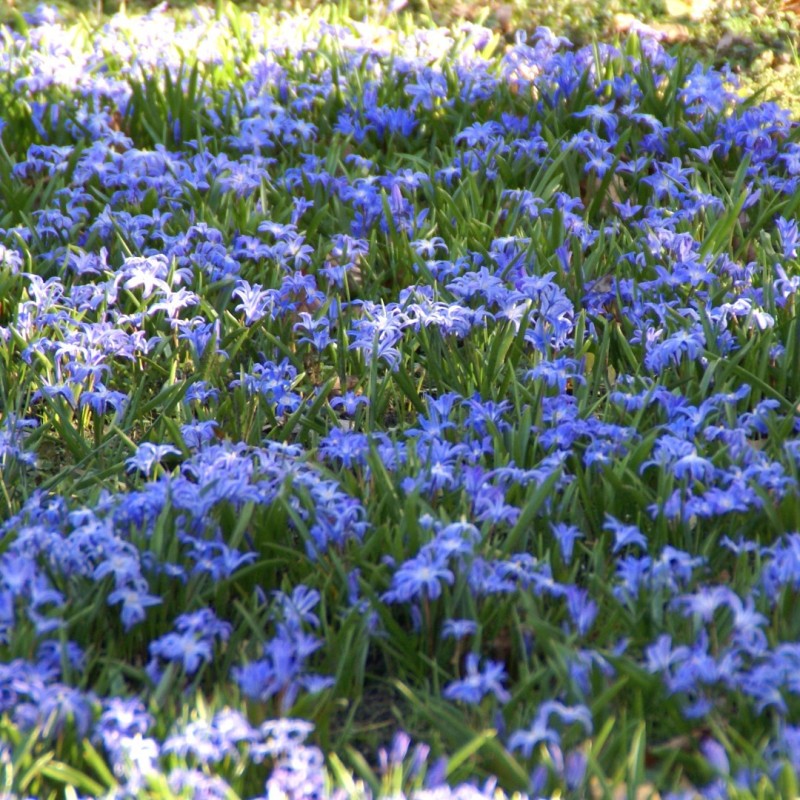 Chionodoxa luciliae -grootverbruik-