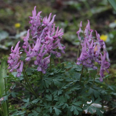 Corydalis solida subsp. solida