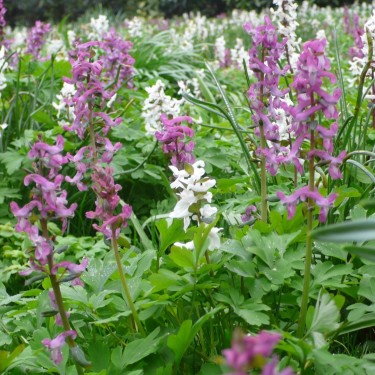 Corydalis cava