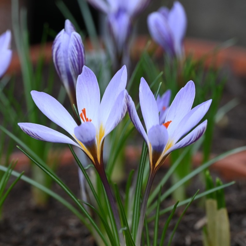 Crocus biflorus