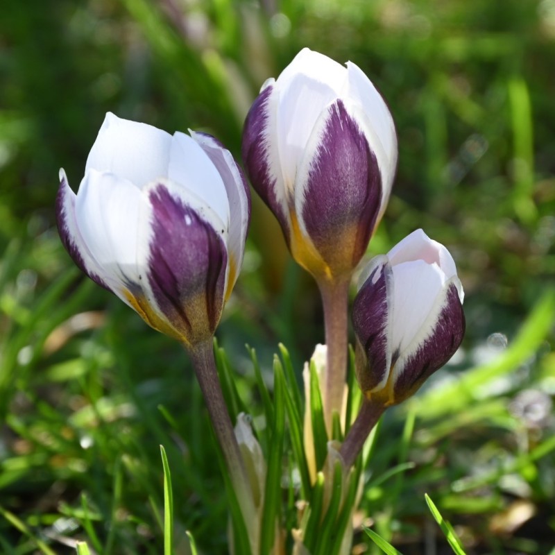 Crocus biflorus 'Violet Fog'