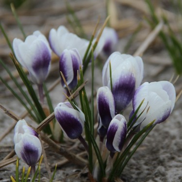 Crocus chrysanthus 'Blue Bird'