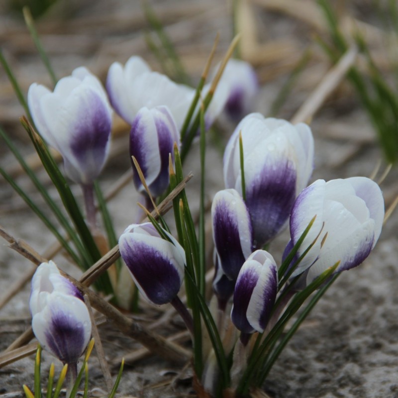 Crocus chrysanthus 'Blue Bird'