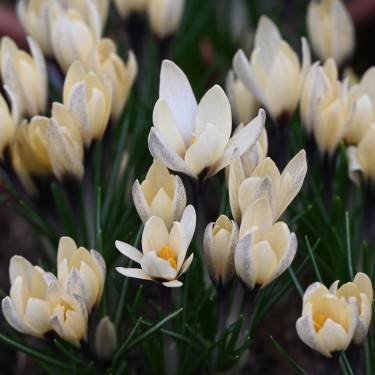 Crocus korolkowii x 'Karelia'